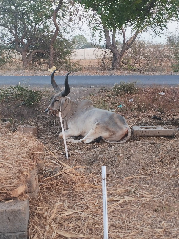 વેચવાના છે