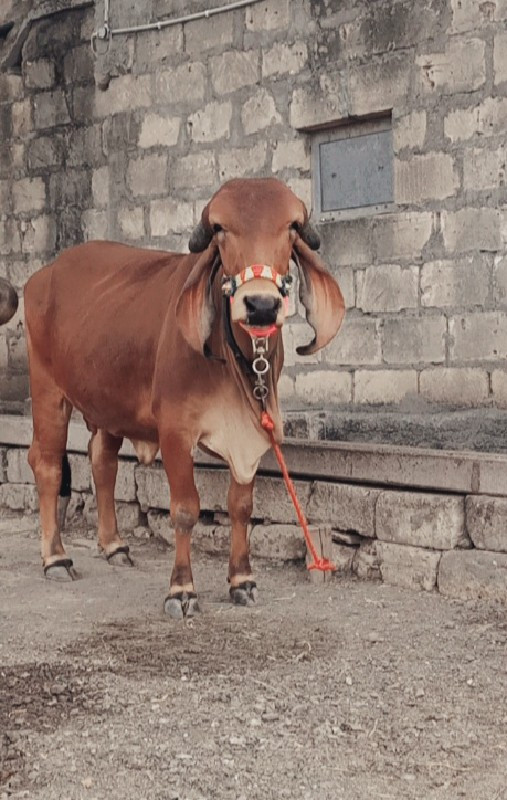 ૩ જી વેતર વ્યાસ...