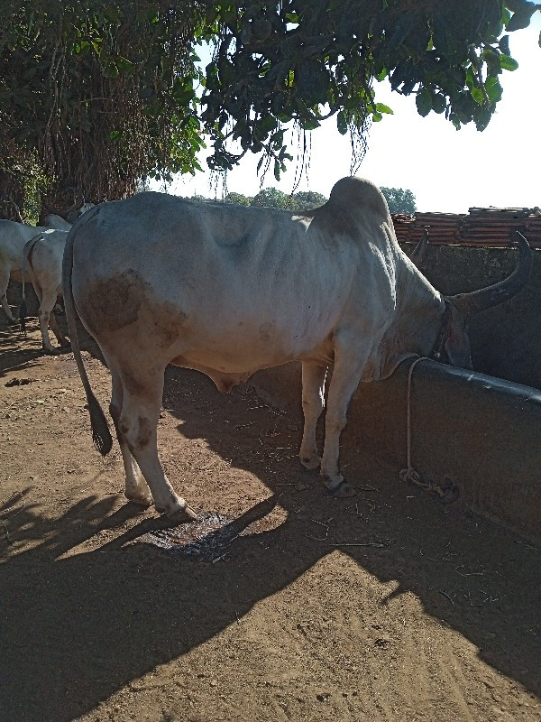 બરદ વેશવાના છે