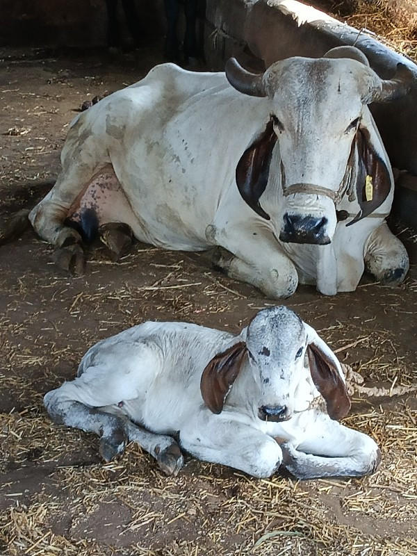 લીલડી ગાય વેચવા...