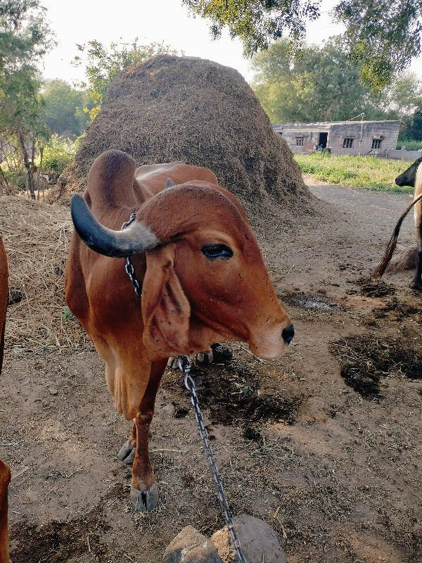 તબેલો વેચવાનો છ...