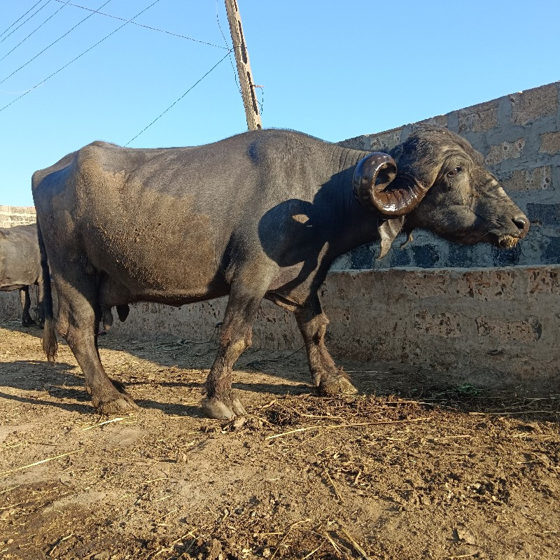 સોથુ વેતર પારૂ...