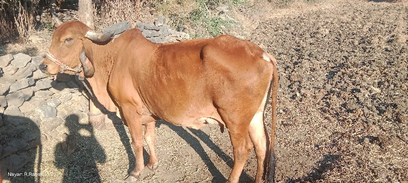 ગીર ગાય   વેચવા...