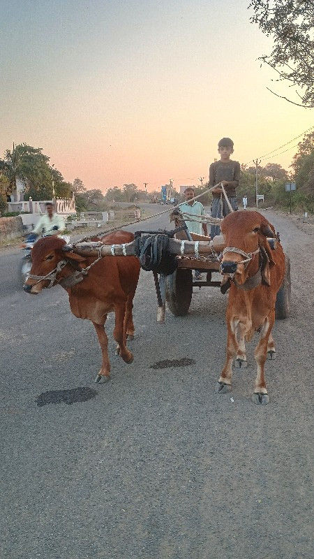 ગોઢલા