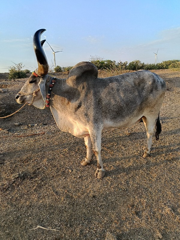 બળદ વેસવાનાછે