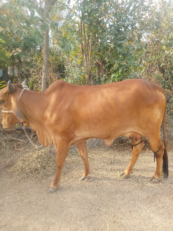 ગાય