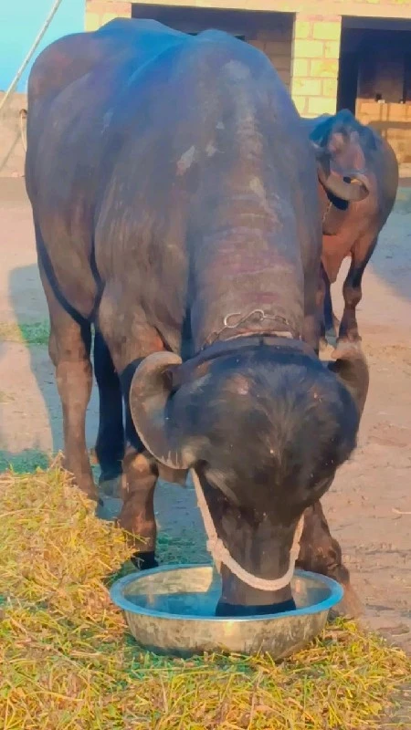 આખડેલી વેચવાની...