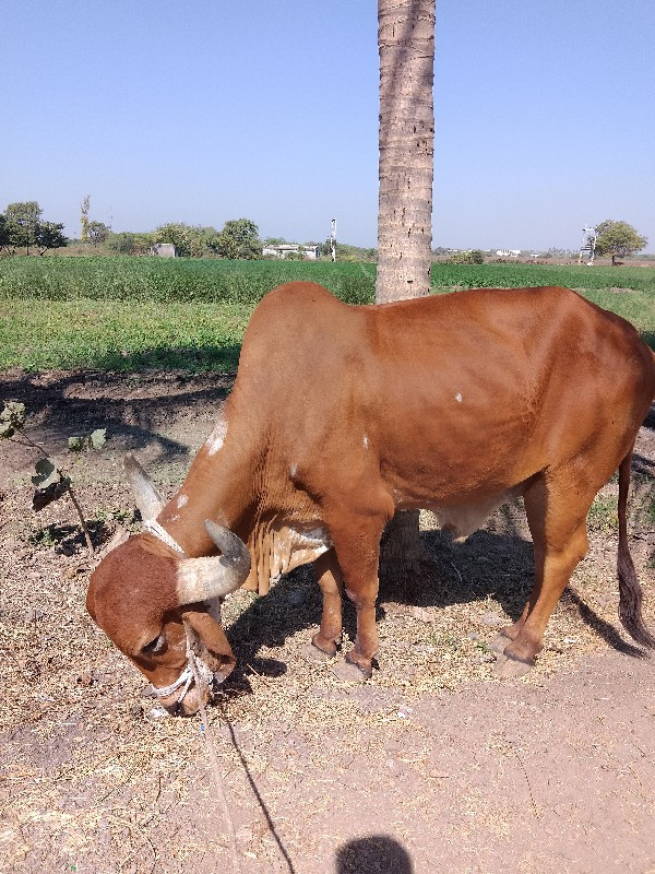 વેચવાનો છે