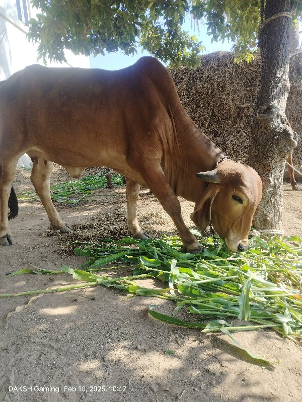 હોડકીવેસવાનિછે