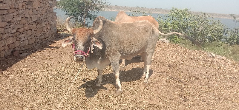 વેચવાનાછે