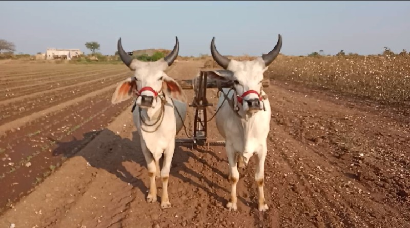 બળદ વેચવા છે