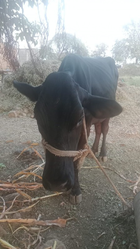 ગાય વેસવાની છે