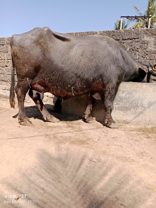 ભેસ વેચવાની છે