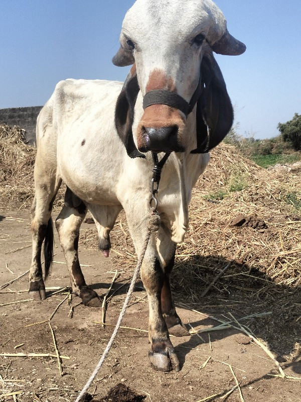 સુરેશભાઈ