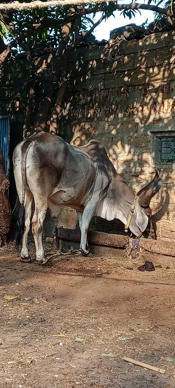 ગોઢલો વેચવાનો છ...