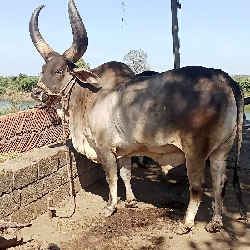 બળદ વેચવાના છે