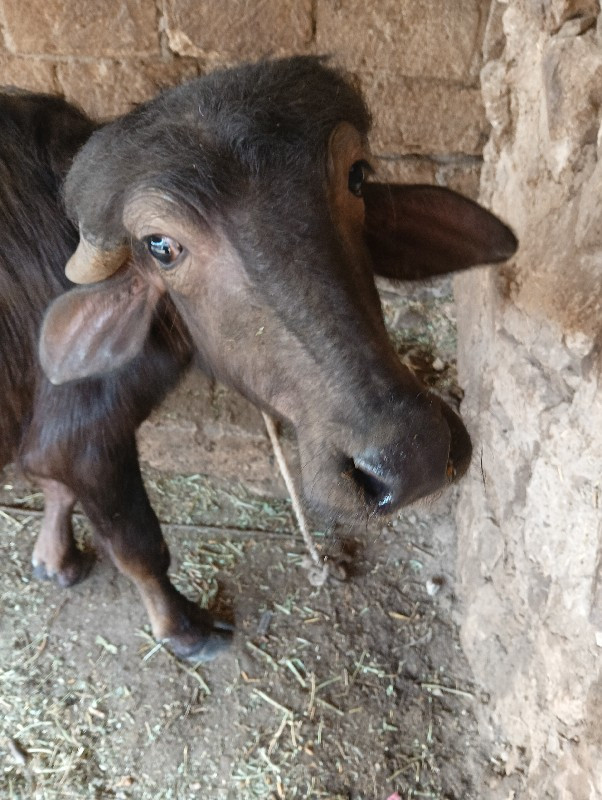 પાડી વેચવાની છે