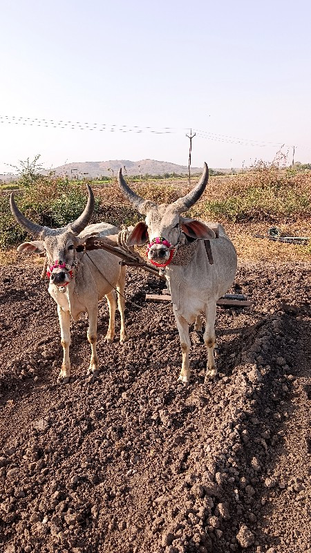 ગાડે હાલતા છે