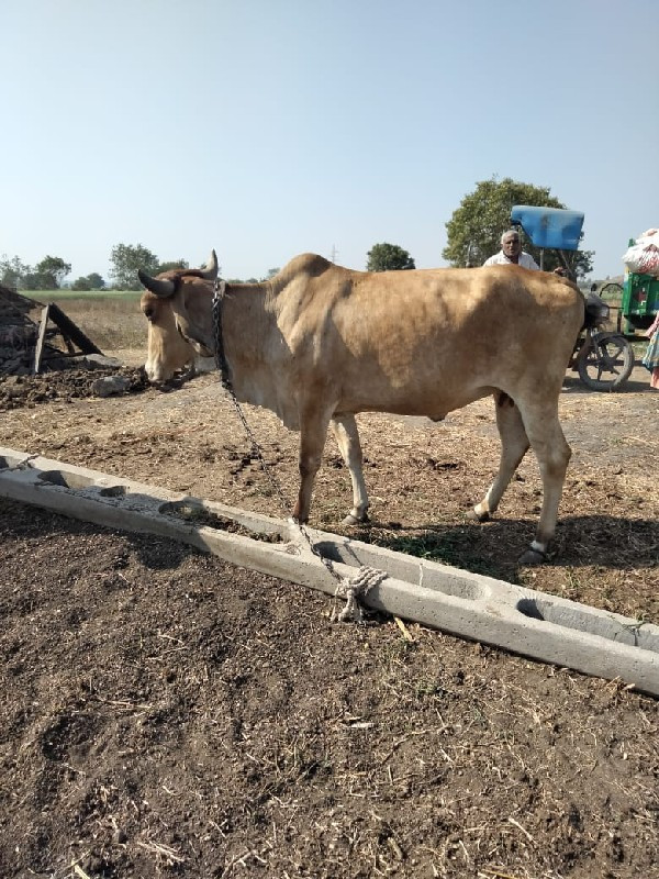 હોડકિ વેચવી છે