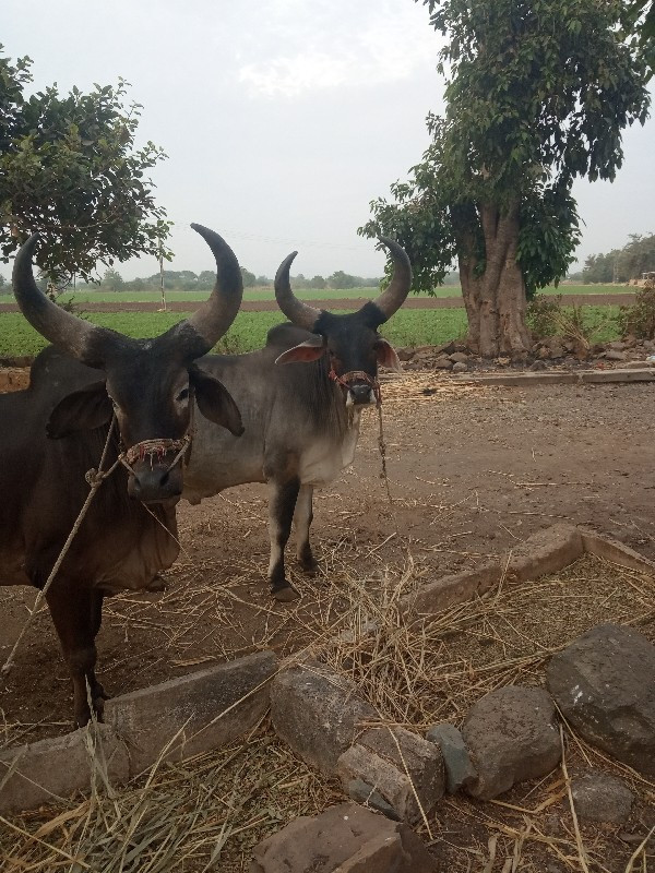 બળદ વેચવાના છે