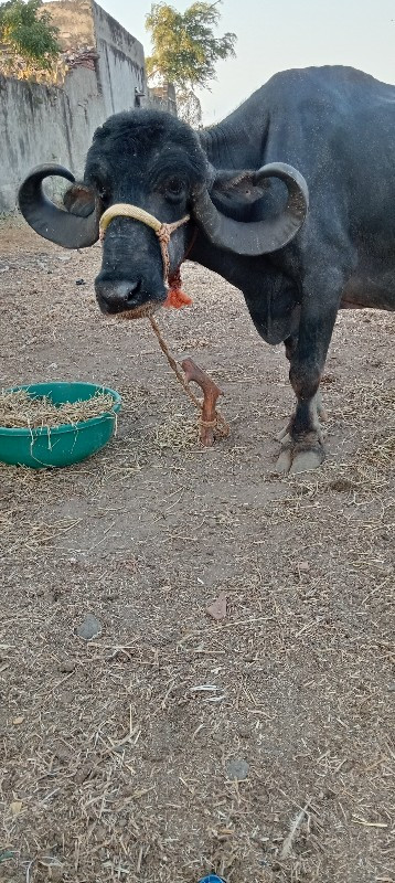 આ ભેંસ વેચવાની...