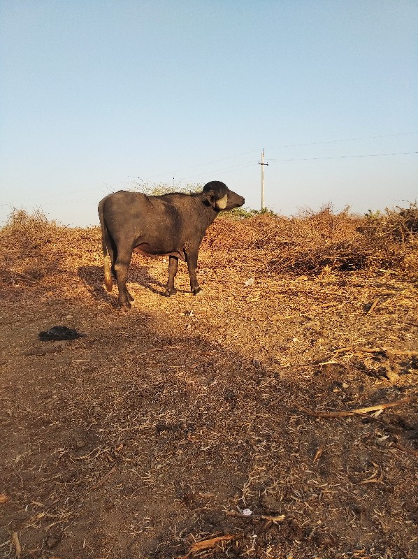 પાડો વેચવાનો છે