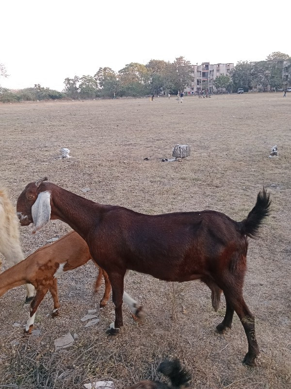 Rajsthani Bakri