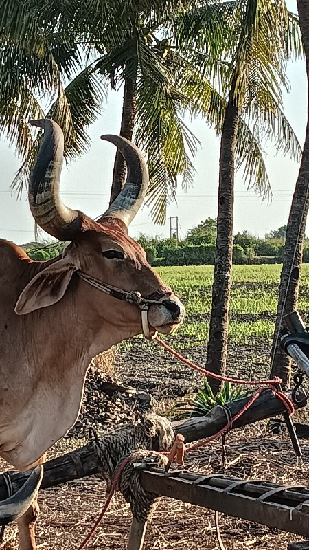 બળદ વેચવાનો સે