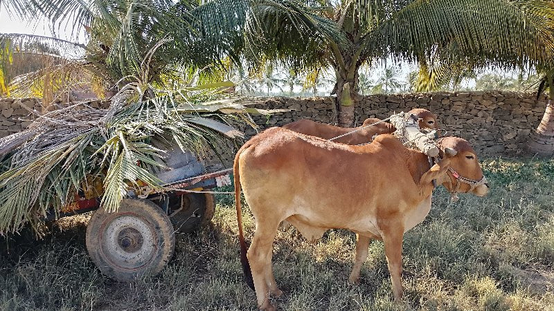 બીજી ધરના બળદ વ...