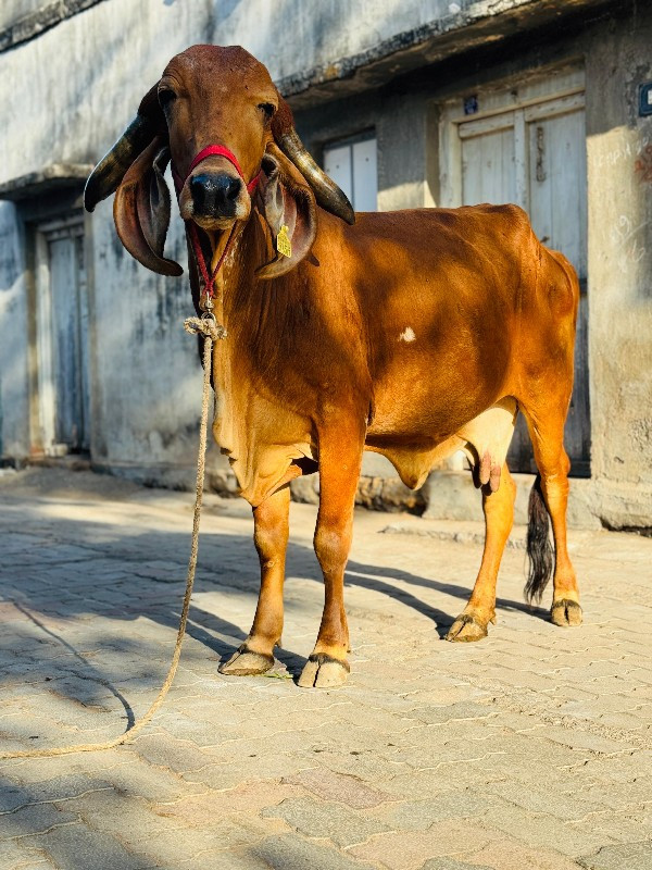 ગાય વેચવાની છે