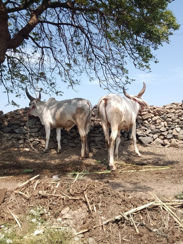 ગોઢલા.વેસવાનાસે