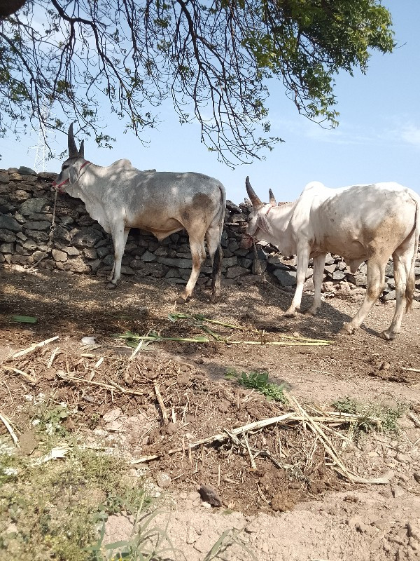 ગોઢલા.વેસવાનાસે