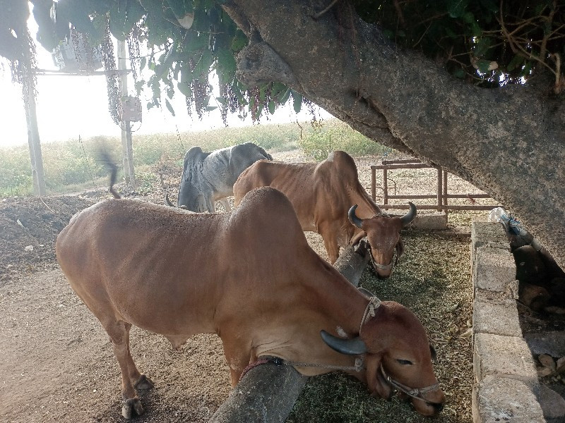 બળદ વેચવાના છે