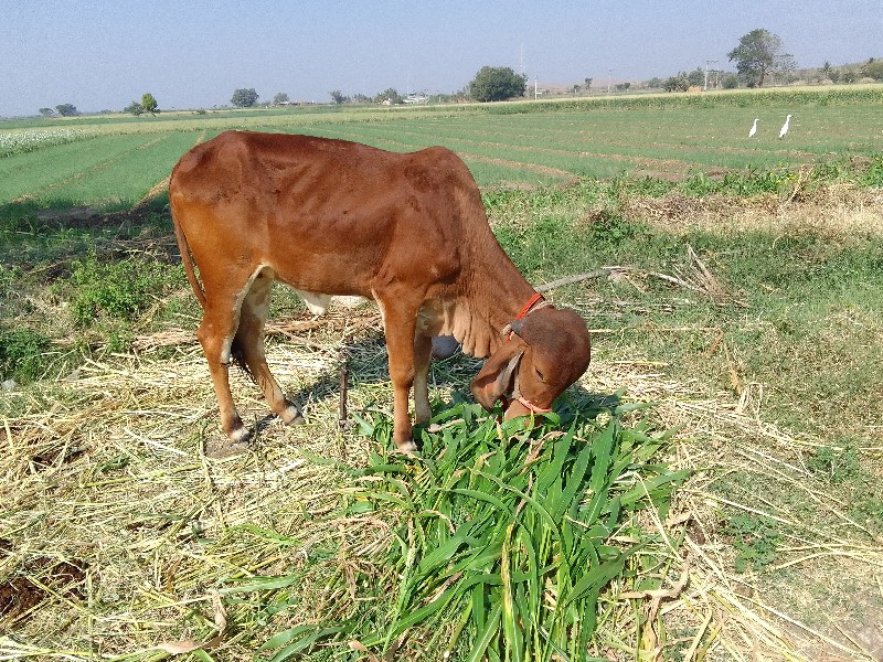 ભરતભાઈ