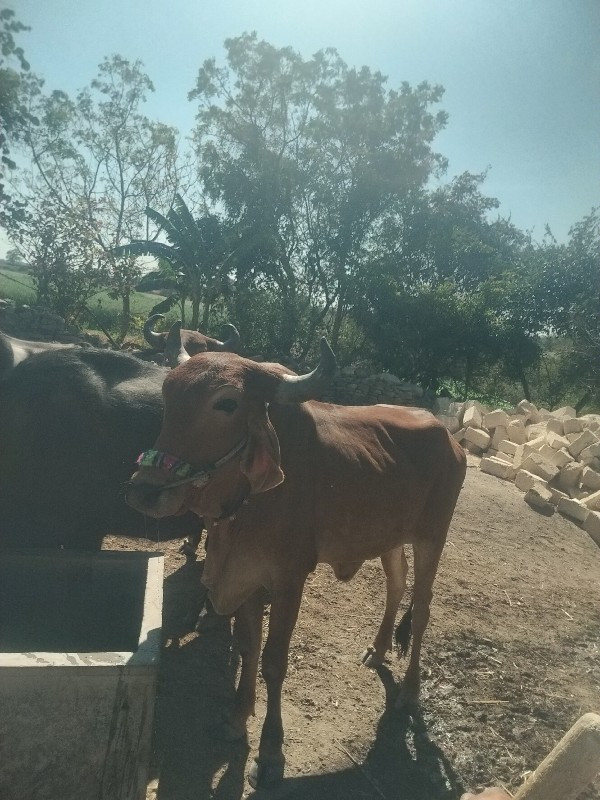 સાતા કરવા ના સે...