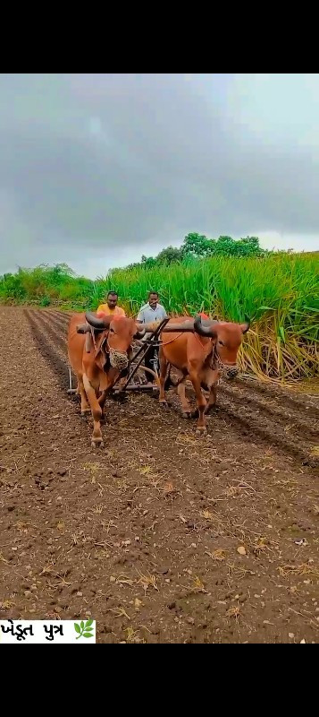 બળદ દેવાના છે