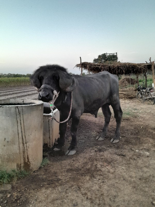 પાડો