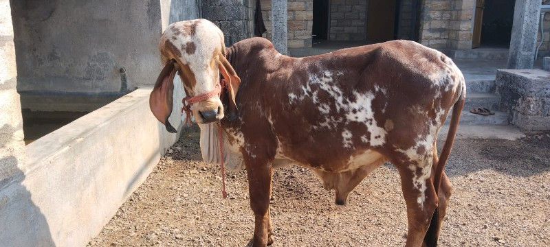 ખુટ વેચવા નો છે