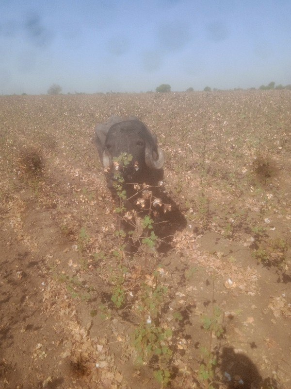 જાફરાબાદી ખડાઈ...