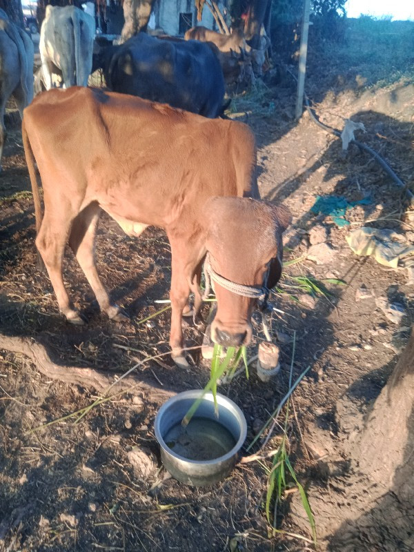 વાસરિ દેવાનિસે