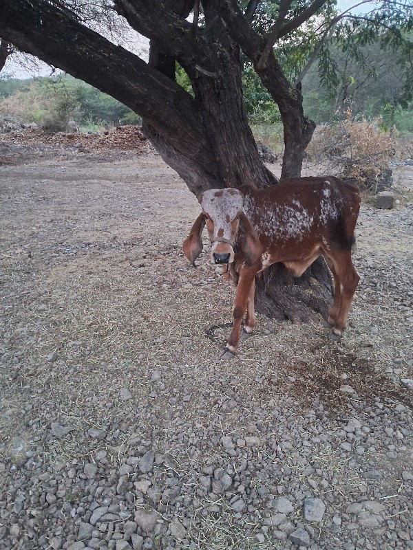 વાશડો