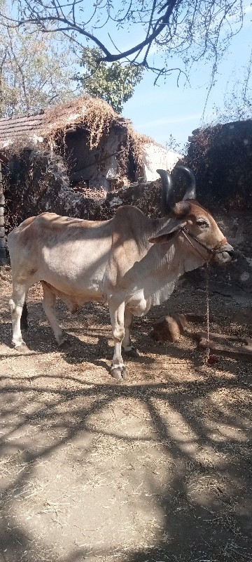 બડદ. વેસવાનોછે