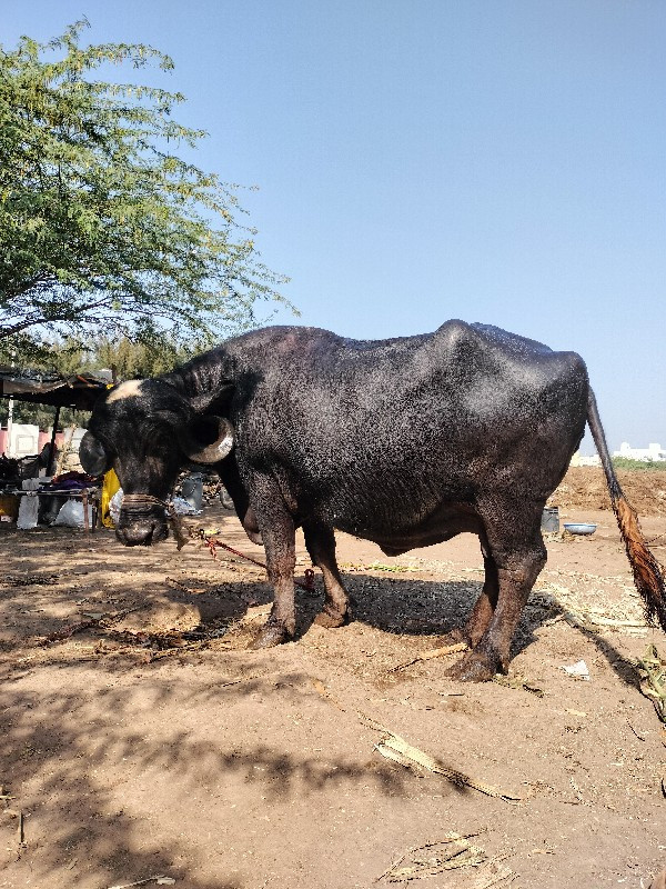 ભેંસ વેચવાની છે