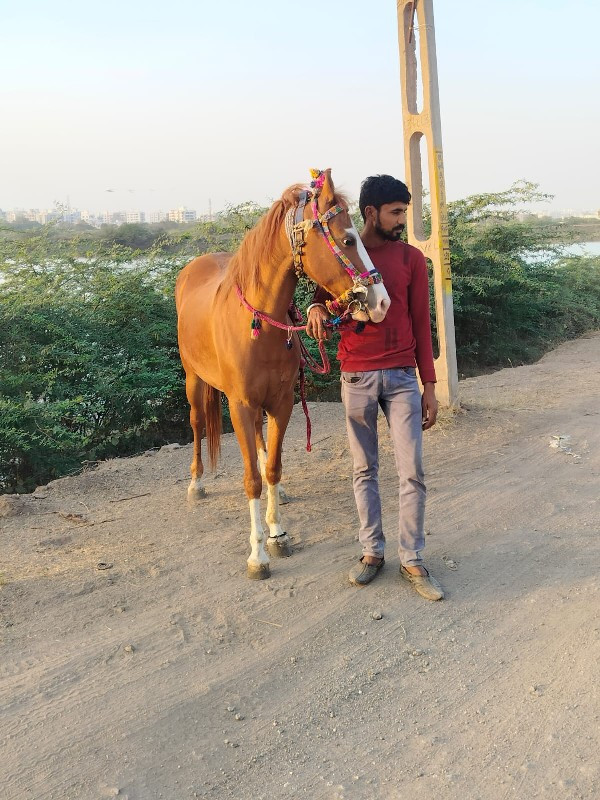 વસેરીઘોડીછેસાટા...