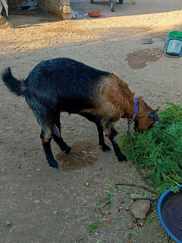 આ બકરી વેચવાની...