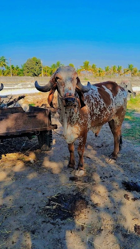 બળદ વેચવાના છે