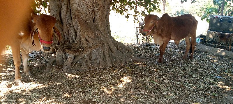 ગોઢલા વેચવાના છ...