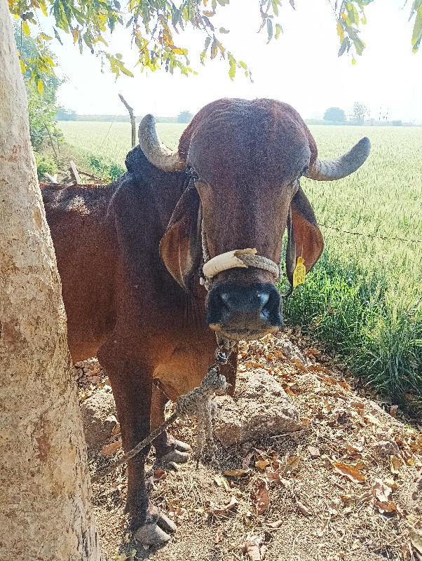 ગીર ગાય વેચવા ન...