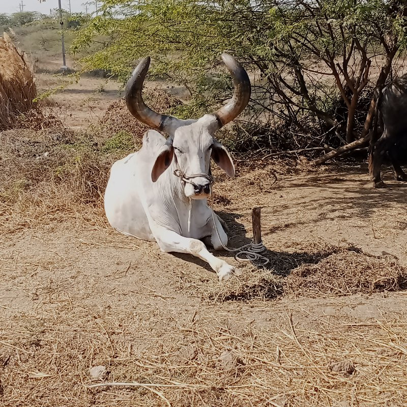 એક બળદ વેચવાનો...