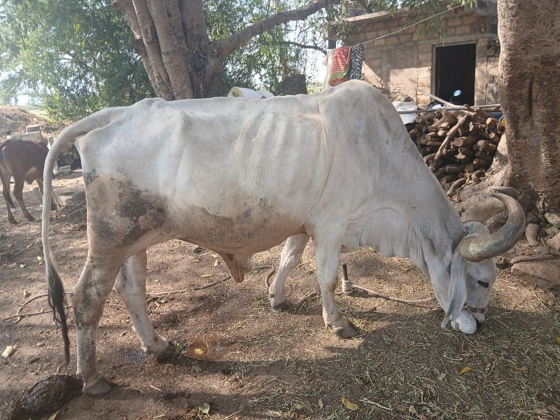 બળદ વેચવાના છે.